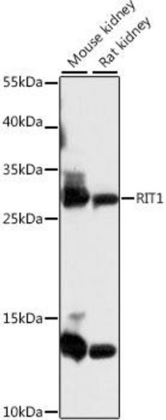 Anti-RIT1 Antibody (CAB15715)