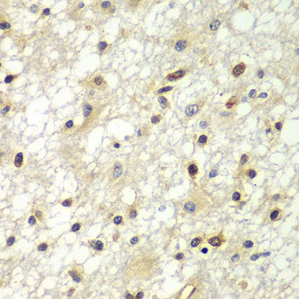 Anti-ZBTB48 Antibody (CAB7435)