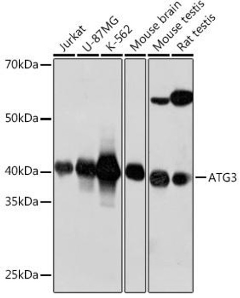 Anti-ATG3 Antibody (CAB19594)