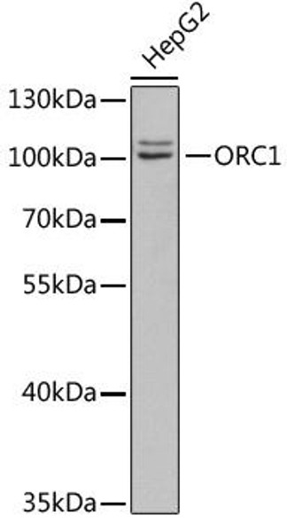 Anti-ORC1 Antibody (CAB5285)