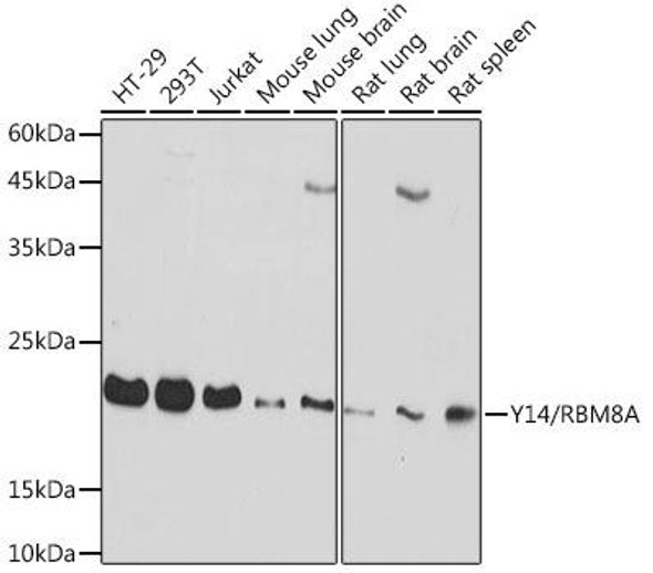 Anti-Y14/RBM8A Antibody (CAB19599)