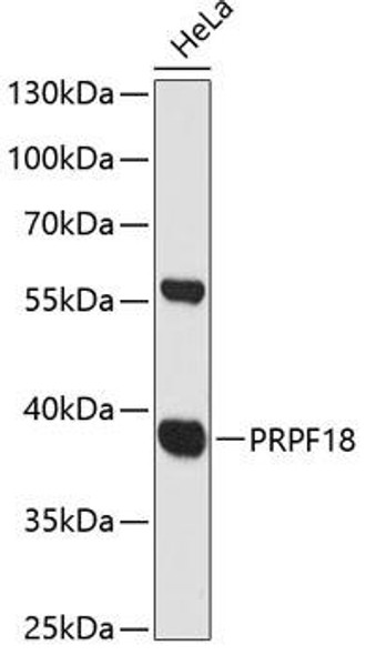 Anti-PRPF18 Antibody (CAB12817)