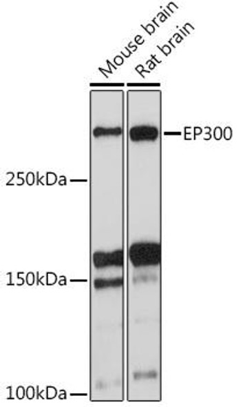 Anti-EP300 Antibody (CAB13016)