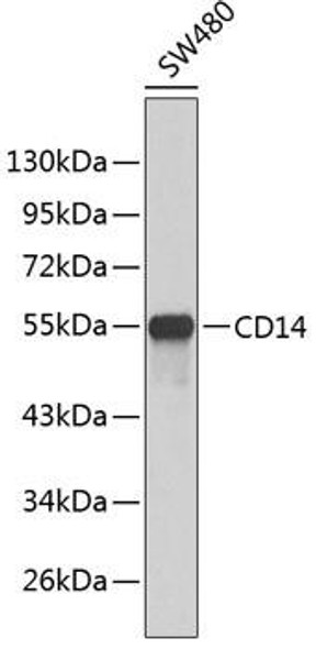 Anti-CD14 Antibody (CAB1347)