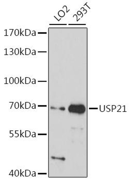 Anti-USP21 Antibody (CAB16663)