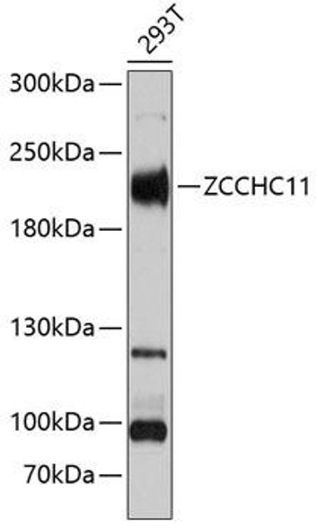 Anti-ZCCHC11 Antibody (CAB5972)