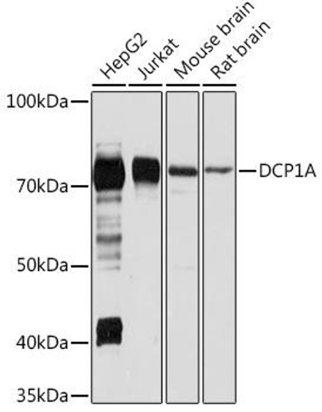 Anti-DCP1A Antibody (CAB7376)