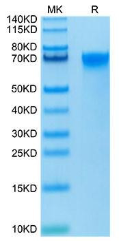 Biotinylated Recombinant Human LILRB3/ILT-5/CD85a Protein (RPCB0012)