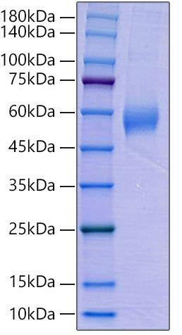 Recombinant Human AMHR2/MISR2 Protein (RPCB0025)