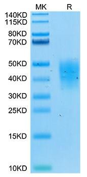 Biotinylated Recombinant Human TNFRSF10D/DcR2/TRAIL-R4/CD264 Protein (RPCB0026)