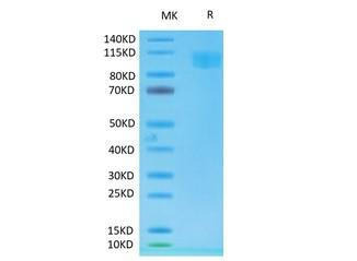 Biotinylated Recombinant Cynomolgus ACE-2 Protein (RPCB0028)