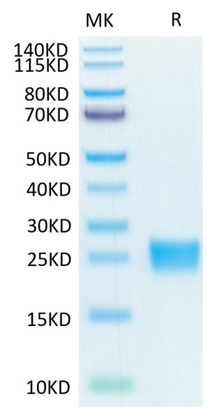 Biotinylated Recombinant Human IL-17F Protein (RPCB0037)