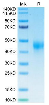 Biotinylated Recombinant Human TFPI Protein (RPCB0039)