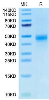 Biotinylated Recombinant Human CTGF/CCN2 Protein (RPCB0072)