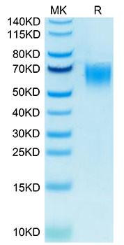 Biotinylated Recombinant Human CD200R1 Protein (RPCB0075)