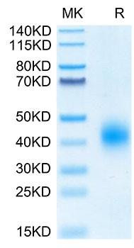 Biotinylated Recombinant Human BTLA/CD272 Protein (RPCB0081)