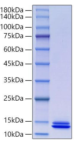 Recombinant Human ITPRIPL1/KIAA1754L/CD3L1 Protein (RPCB0085)