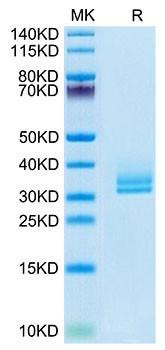 Biotinylated Recombinant Human Angiopoietin-like 2/ANGPTL2 (260-493) Protein (RPCB0095)