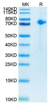 Biotinylated Recombinant Human Notch 1 Protein (RPCB0118)
