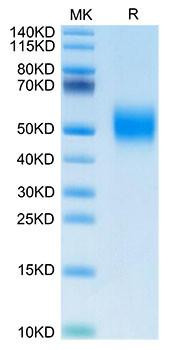Biotinylated Recombinant Human FGFR-2 beta (IIIb)/KGFR/CD332 Protein (RPCB0122)