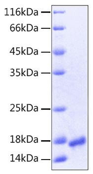 Recombinant Human VEGF-A/VEGF121(K321N) Protein (RPCB0131)