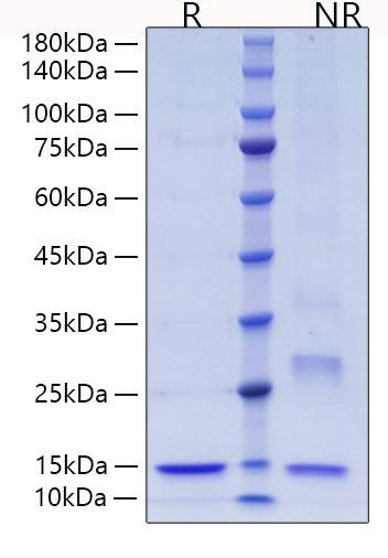 Recombinant Human Thioredoxin/SASP/TXN Protein (RPCB0149)