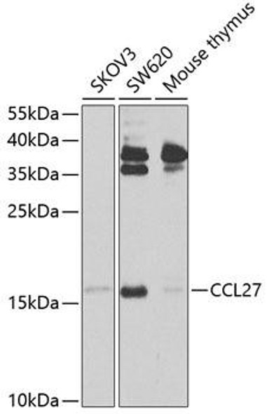 Anti-CCL27 Antibody (CAB9864)