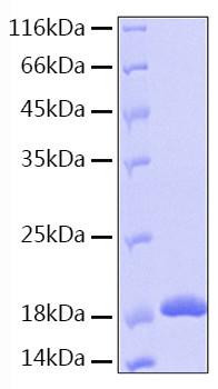 Recombinant Human IL-36 beta/IL-1F8 Protein (RPCB0156)