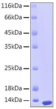 Recombinant Human S100-A12 Protein (RPCB0157)