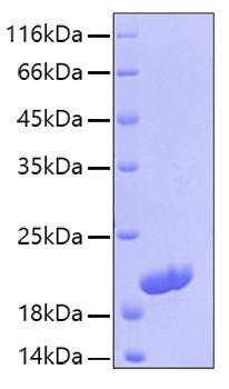 Recombinant Human IL-16 Protein (RPCB0168)