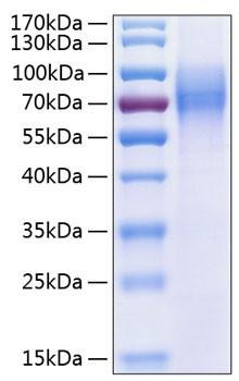 Recombinant Human Trk-C/NTRK3 Protein (RPCB0288)