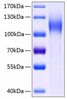 Recombinant Human CDH17/LI-cadherin Protein (RPCB0303)