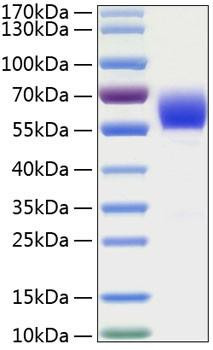 Recombinant Human Serpin A3/Alpha-1-antichymotrypsin Protein (RPCB0309)