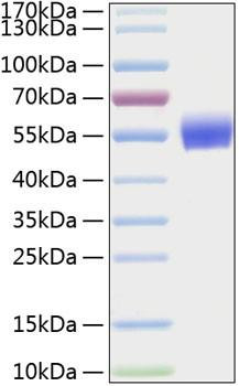 Recombinant Human BMPR-1A/ALK-3/CD292 Protein (RPCB0328)
