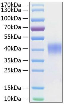 Recombinant Human SLAMF2/CD48 Protein (RPCB0366)