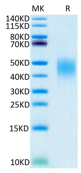 Recombinant Human B7-DC/PD-L2/CD273 Protein (RPCB0384)