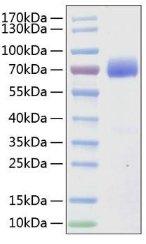 Recombinant Human SLAMF7/CRACC/CD319 Protein (RPCB0387)