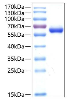 Recombinant Human HCVADR/CXADR Protein (RPCB0390)