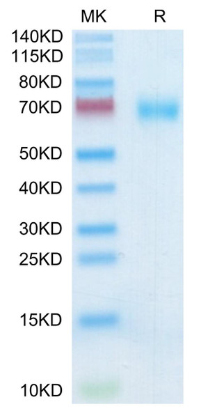 Recombinant Human SLAMF7/CRACC/CD319 Protein (RPCB0393)