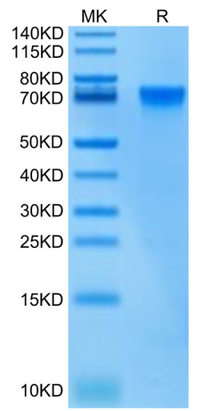 Biotinylated Recombinant Human LILRB2/ILT-4/CD85d Protein (RPCB0426)