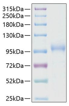 Recombinant Human CDH6/K-Cadherin Protein (RPCB0430)
