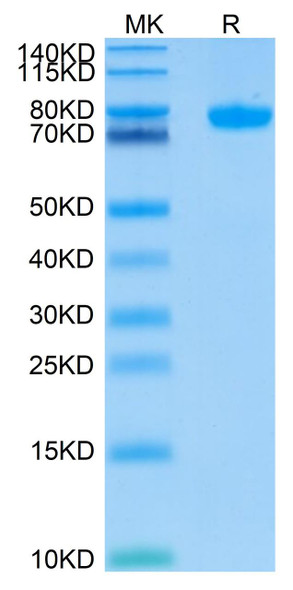Recombinant Human Siglec-8 Protein (RPCB0432)