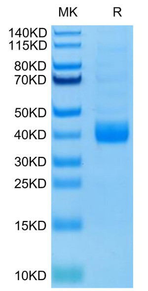 Biotinylated Recombinant Human NKp46/NCR1/CD335 Protein (Primary Amine Labeling) (RPCB0435)