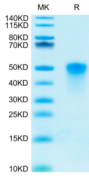Recombinant Human TNFRSF4/OX40/CD134 Protein (RPCB0437)