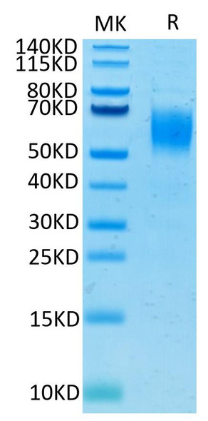 Recombinant Human Nectin-1/PVRL1/CD111 Protein (RPCB0459)