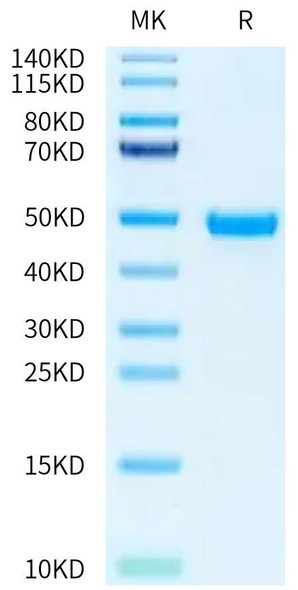 Recombinant Human Nectin-2/PVRL2/CD112 Protein (RPCB0460)
