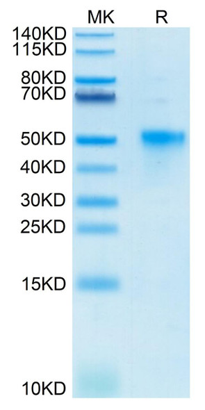 Biotinylated Recombinant Human TNFRSF4/OX40/CD134 Protein (RPCB0463)