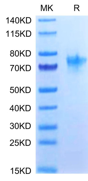 Recombinant Human TNFRSF4/OX40/CD134 Protein (RPCB0468)