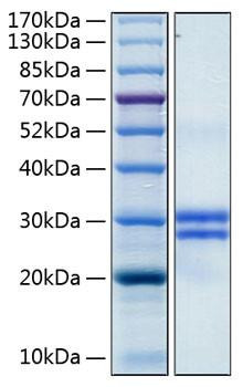 Recombinant Human JAM-A/F11R/CD321 Protein (RPCB0471)
