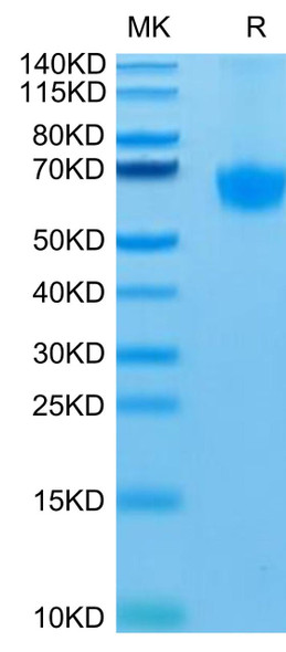 Recombinant Human PD-1/PDCD1/CD279 Protein (RPCB0473)